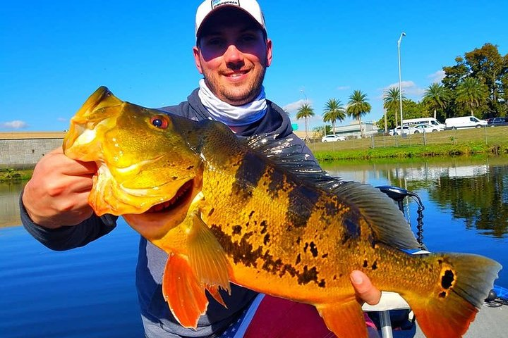 Peacock Bass Guided Trips